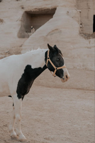 A white horse adorned with black markings on its body