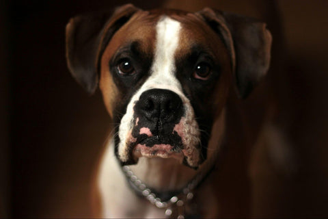 German vs American Boxers: Identifying Breed Distinctions