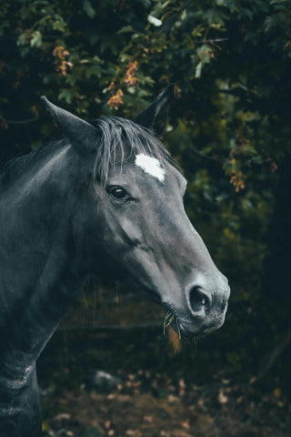 Black horse with a white patch on forehead