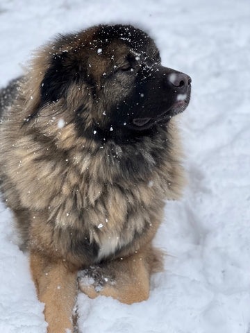 A regal-looking Caucasian Shepherd revels in the snow with eyes closed blissfully.
