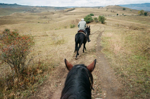 Two Rocky Mountain Horses running on a field