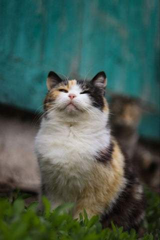 Calico cat squinting