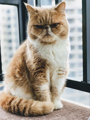 Distinctive Curly-Haired Cat Beside a Window