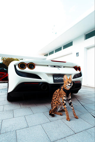 A Savannah Cat standing proudly in front of a car, displaying its wild and exotic appearance