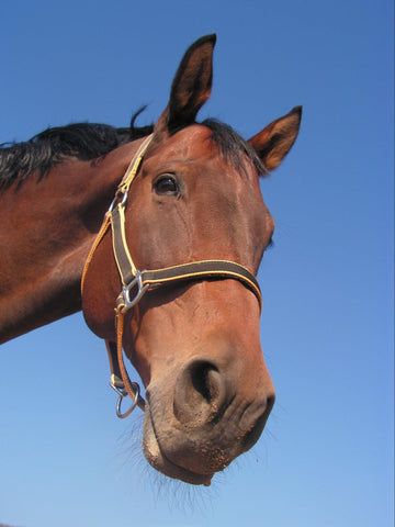 The Morgan horse is a popular and enjoyable breed of horse and great consideration is given to maintaining the temperament of these great horses.