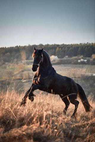 The diligent management of Friesian horses will ensure the endurance of these beautiful horses.