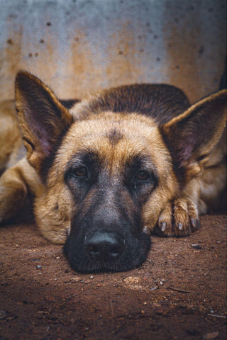 Sleepy German Shepard Dog