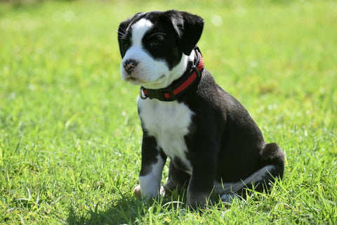 Dog sitting on grass