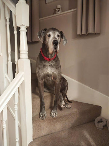 Great Danes sitting regally on a staircase inside a house
