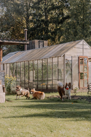 Group of dogs running around in a yard in front of a greenhouse