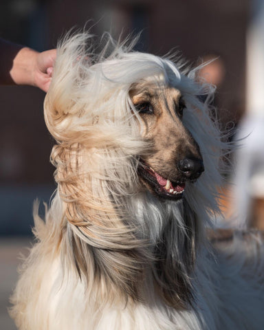 Afghan Hounds fur sweeping across his face due to the wind