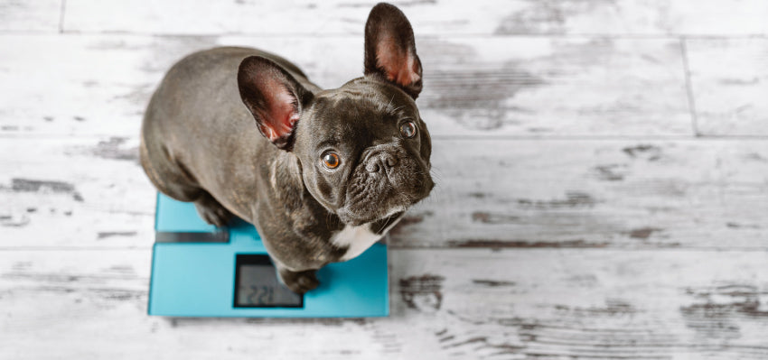 keppra dosage for dogs by weight