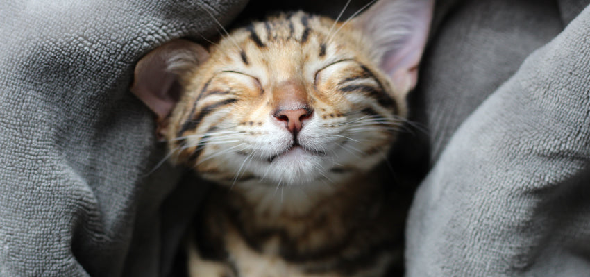 Kitten wrapped in a blanket