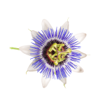 Passion Flower Icon for Anxiety Relief
