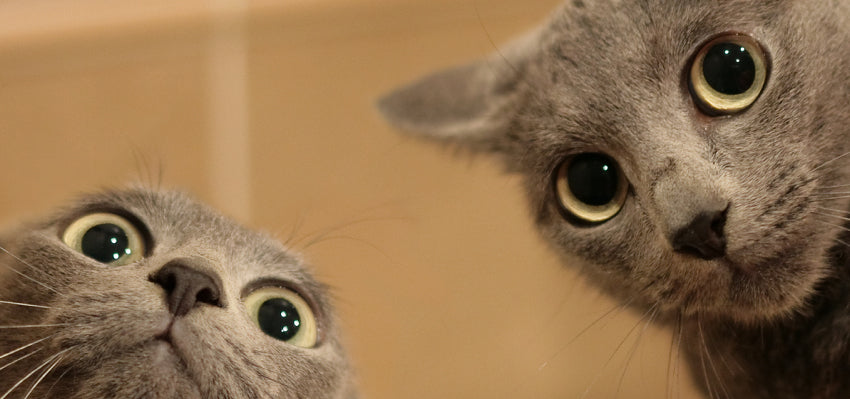two curious cats looking at the camera