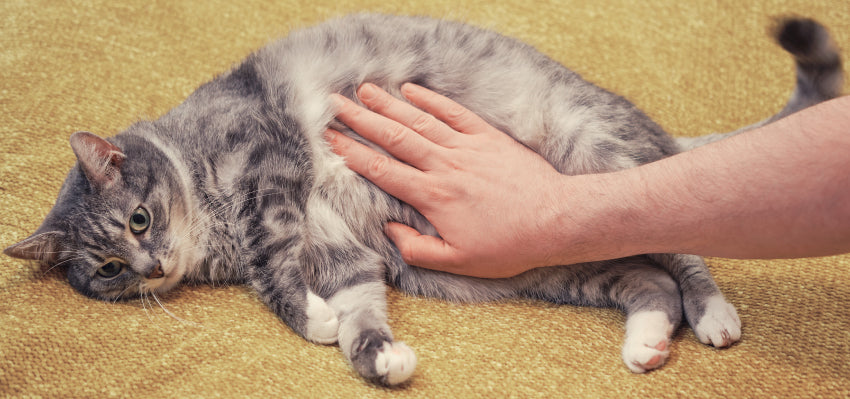 How CBD for cats can help cats with stomach problems