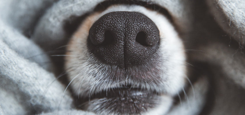 what does it mean if my dogs nose is dry?