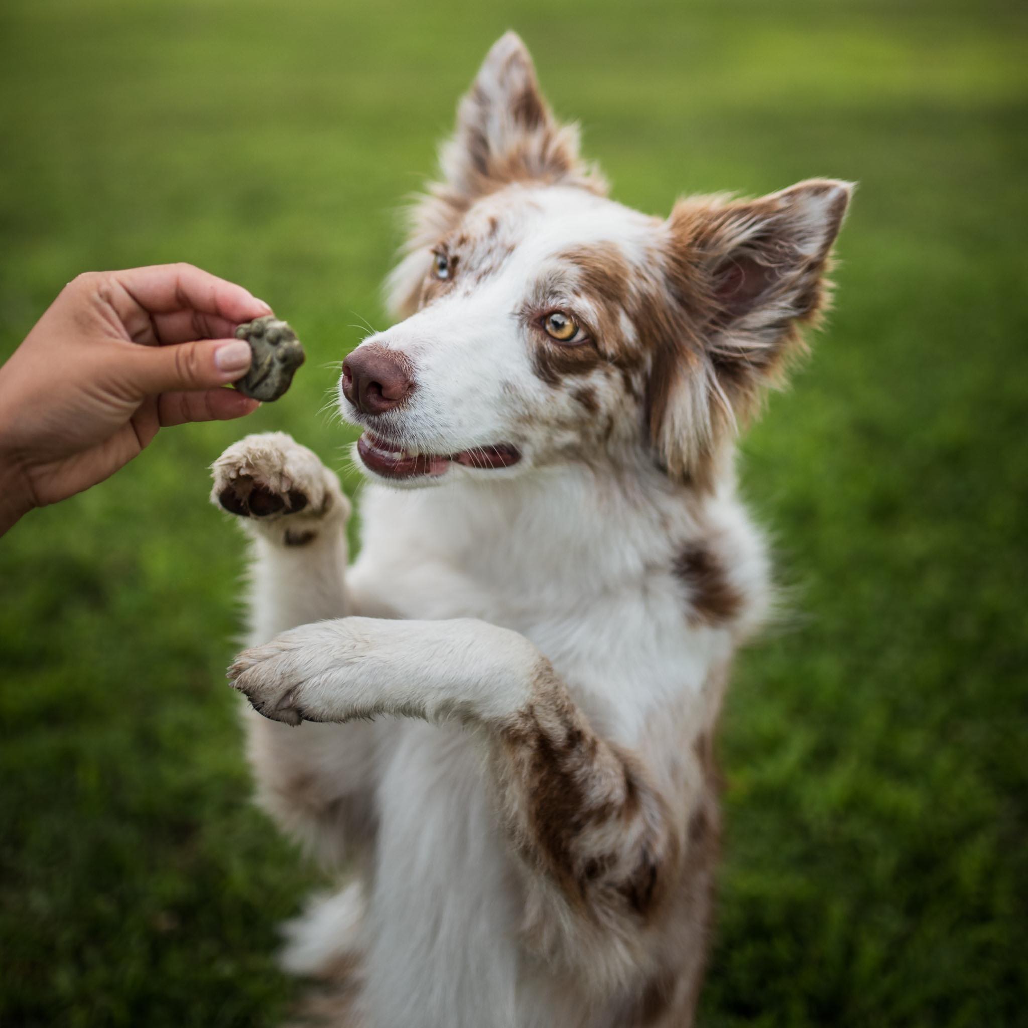 gâteries-chien-pattes-vertes