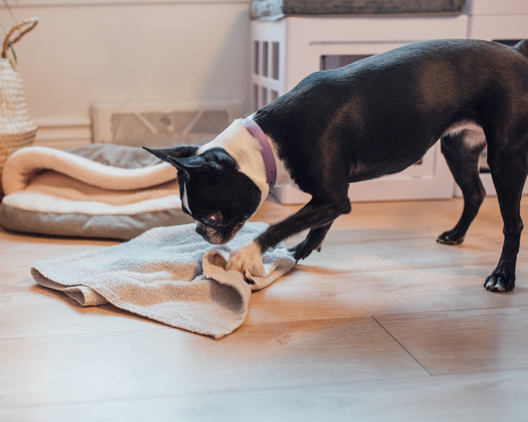 Jouer à cache-cache avec les gâteries de son chien – Chien Mondain