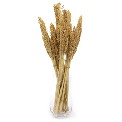 6x Cantal Sorghum Grass Bunch - Natural Dried Flowers