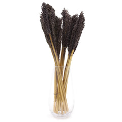 6 x Cantal SorghumGrass Bunch - Black Dried Flowers