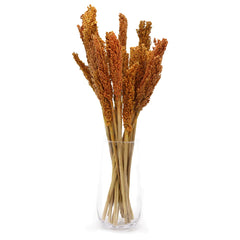 6 x Cantal SorghumGrass Bunch - Orange Dried Flowers