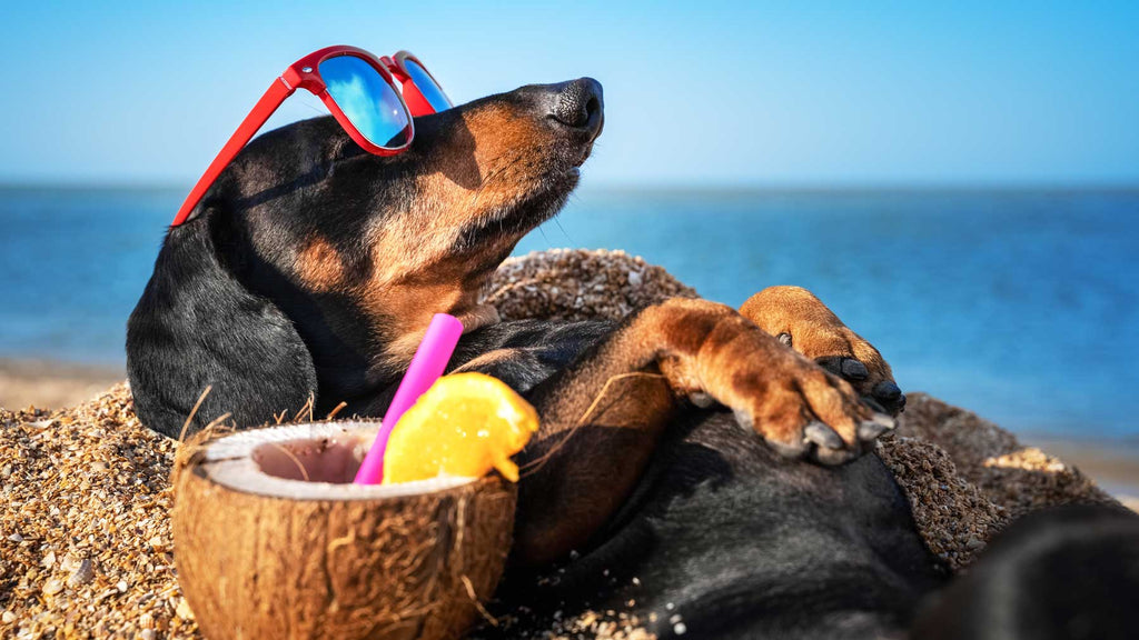 Dachshund Puppy sunbathing