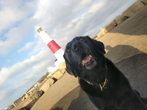 Berry at Portland Bill