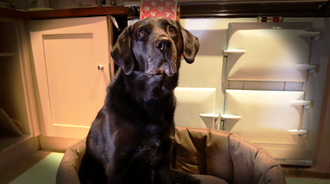 Dog bed next to Aga