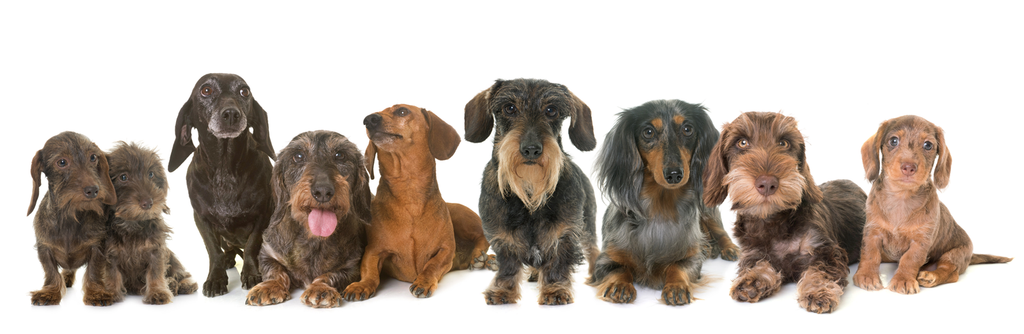 Different types of dachshund