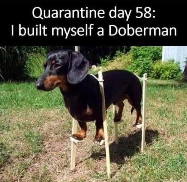 Dachshund Doberman Immitation