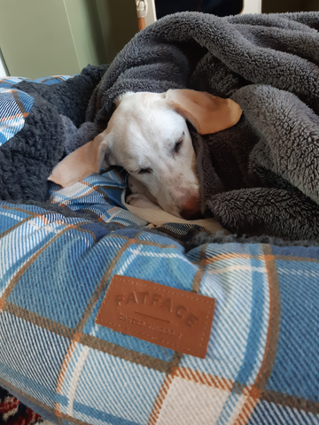 FatFace Dog Bed Sleeping Dog