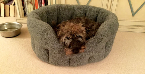 Scotty Terrier in his drop front fleece sherpa dog bed