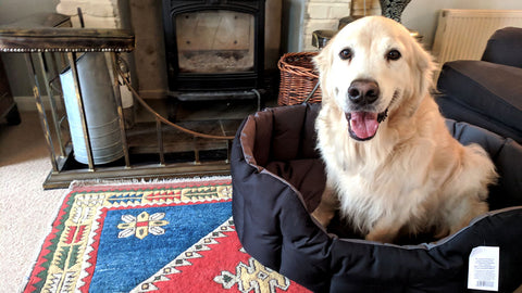 Golden Retriever Dog Bed