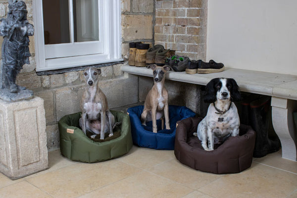 Whippets and spaniels in a dog bed