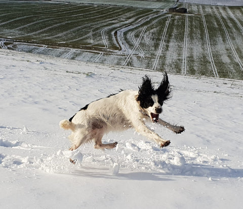 Spaniel in the snow