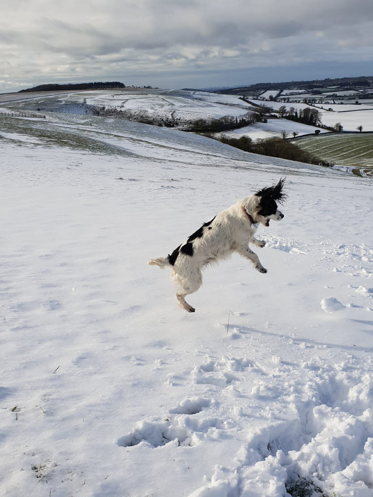 Holly having fun in the snow dogsdogsdogs