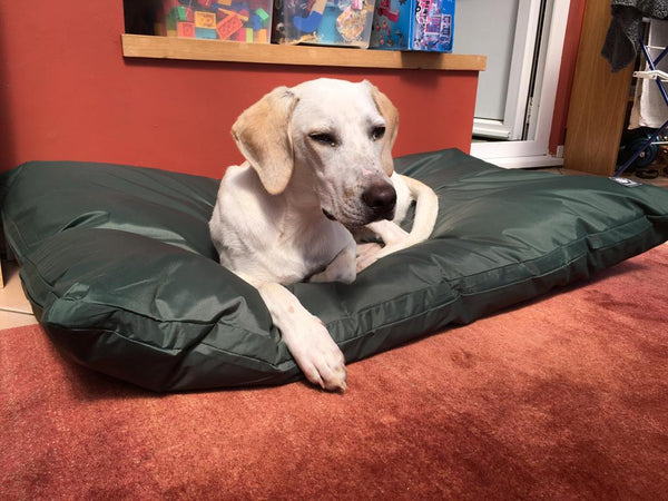 Earthbound Waterproof Dog Bed