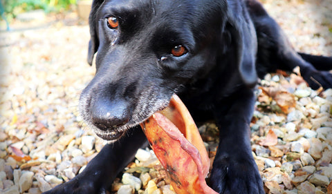 Labrador eating a pigs ear