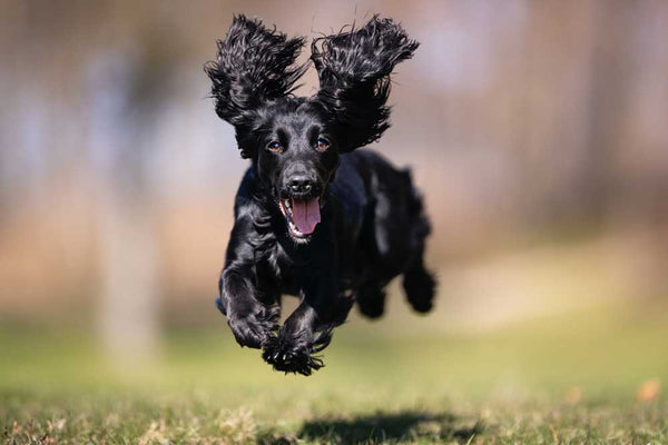 Cocker Spaniel