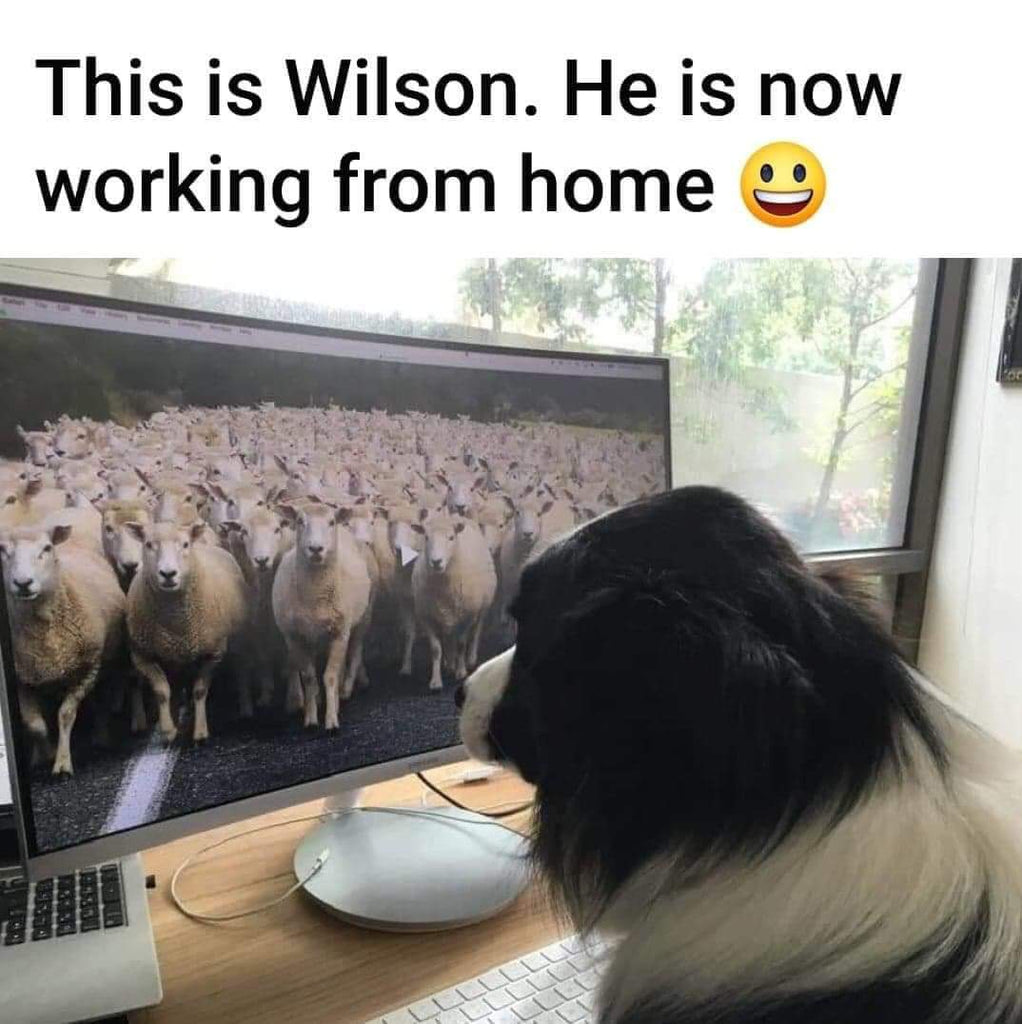 Sheep Dog Working From Home