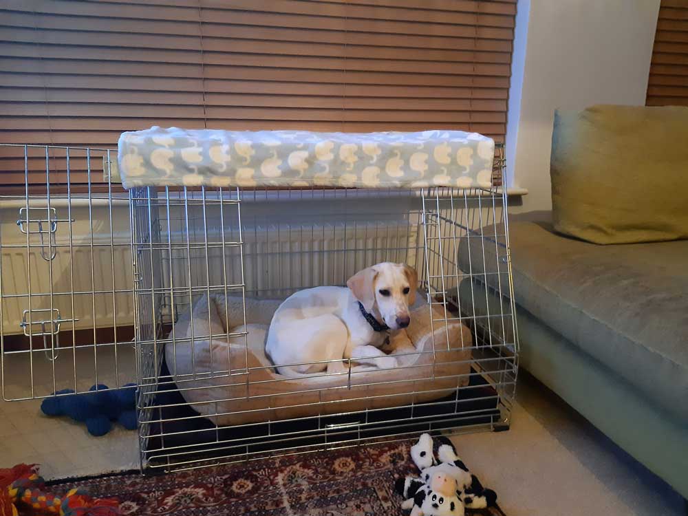 Zippy and his dog crate
