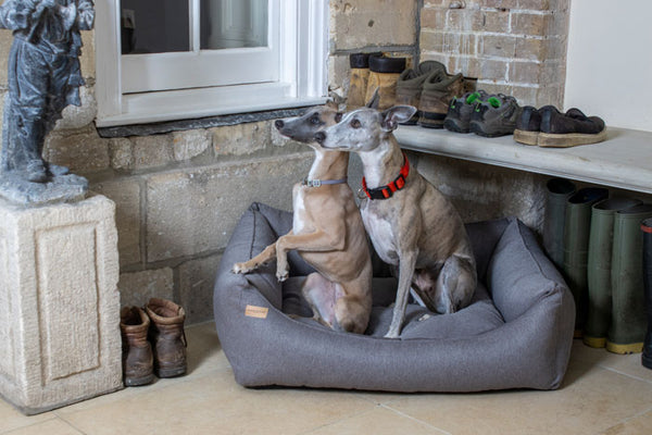 Whippets in an Earthbound dog bed