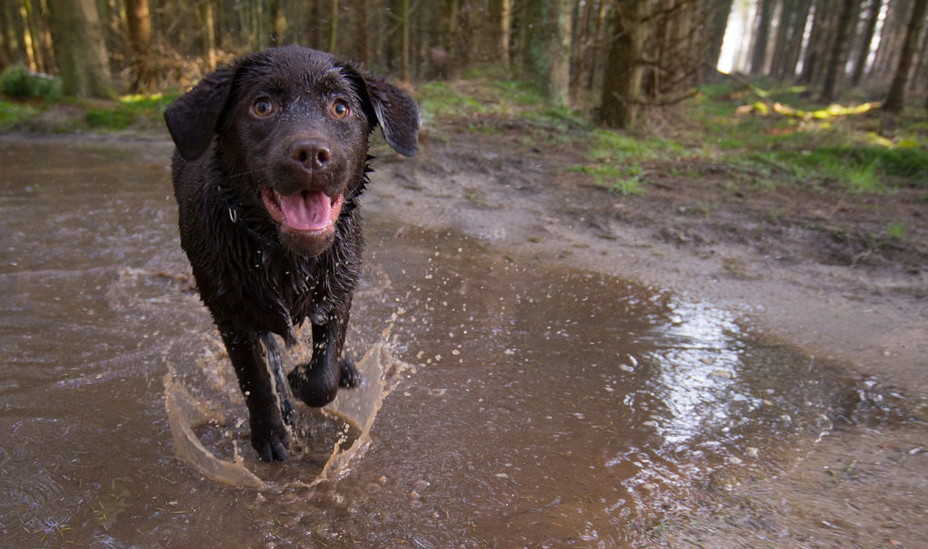 Muddy dogs