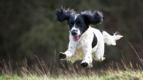 Waterproof dog beds for outdoor adventurers