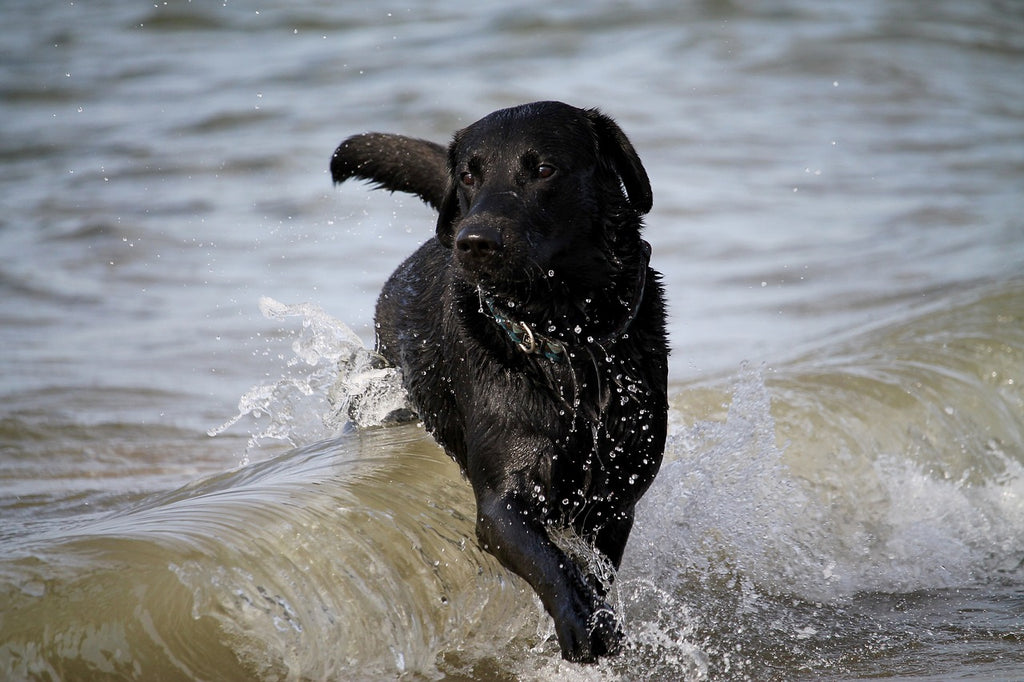 Dog surfing a wave