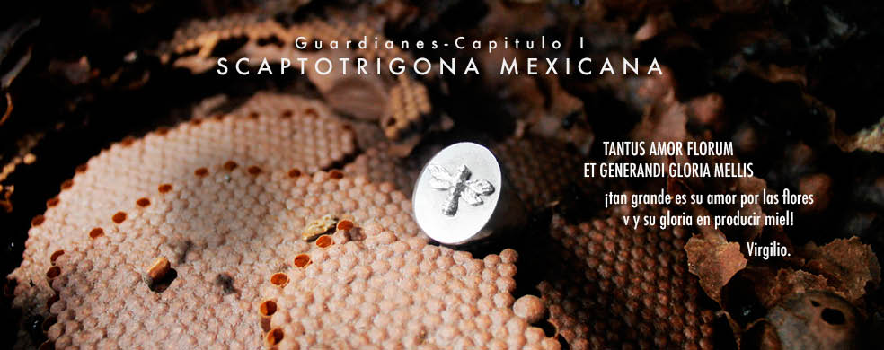 colmena scaptortigona mexicana
