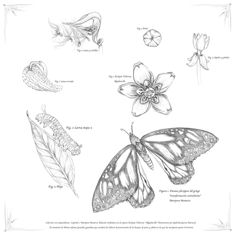 ciclo de mariposa monarca