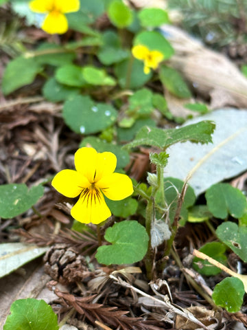 Viola nuttallii