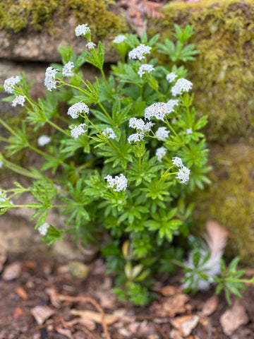 sweet woodruff